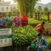 odisha-women-led-green-livelihoods-plantation-economy